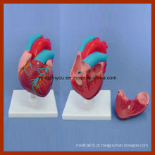 Modelo Anatômico de Coração Pequeno Pequeno para Ensino Médico